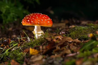 Radiant Vibrant Wallpaper Nature Wallpaper 4K 2048x1367 Hd, Pc, Desktop, Wallpaper, Featuring, A, Vibrant, Red, Mushroom, White, Spots, Growing, Black, Landscape, Full HD