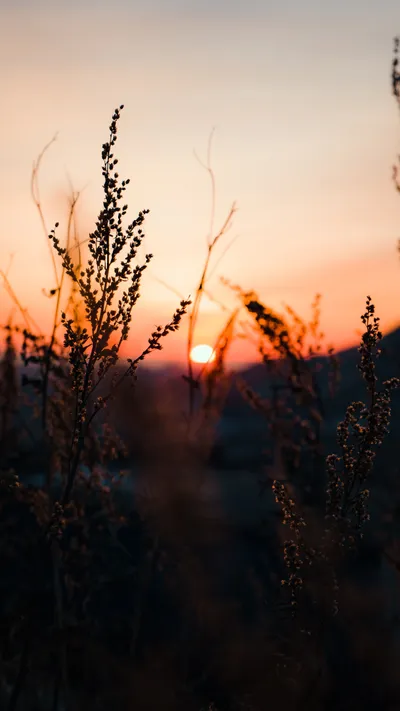 Sunset Tall Grass Foreground Wallpaper 4K, Nature category