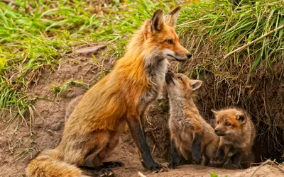 Dreamy Definition Wallpaper Wallpaper 4K, Animals category