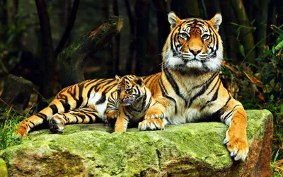 Animal Com Animals Wallpaper 4K, Animals category