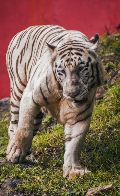 Calm White Wallpaper Wallpaper 4K, Animals category