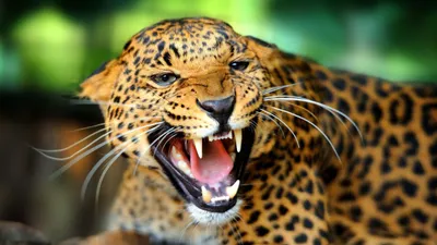 Animal Cave Animals Wallpaper 4K, Animals category