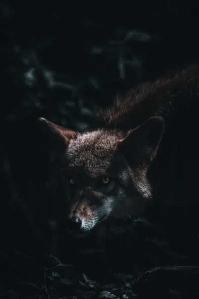 Wolf Dark Black Wallpaper 4K, Animals category