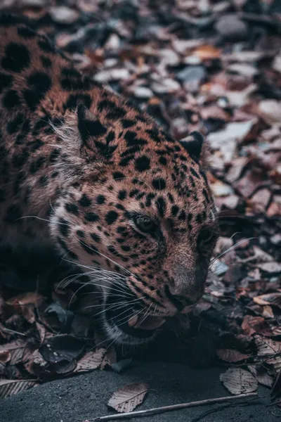 Golden Close Wallpaper Wallpaper 4K, Animals category