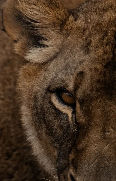 Radiant Close Wallpaper Wallpaper 4K, Animals category