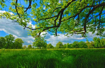 Calm Greenery Wallpaper Wallpaper 4K, Nature category