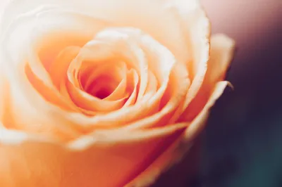 Vintage Rose Blooms Abstract Wallpaper 4K 2208x1471 Full HD, Ultrawide