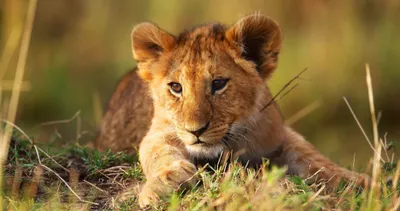 Animal Animals Wallpaper 4K, Animals category