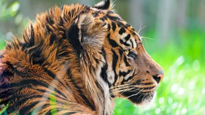 Crisp Windows Wallpaper Wallpaper 4K, Animals category