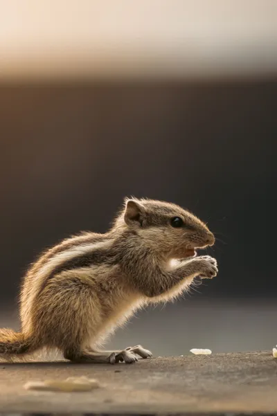 Close Squirrel Nature Wallpaper 4K, Animals category