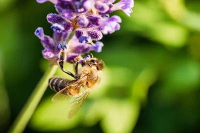 Honey Bee Working Nature Wallpaper 4K 2208x1471 Bee, Full HD, Ultrawide