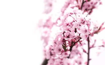 Epic Soft Wallpaper Nature Wallpaper 4K 1680x1050 Hd, Desktop, Wallpaper, Featuring, A, Soft, Pastel-hued, Nature, Scene, Pink, Blossoms, Focus, White, Ultrawide