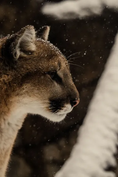 Crisp Close Wallpaper Wallpaper 4K, Animals category
