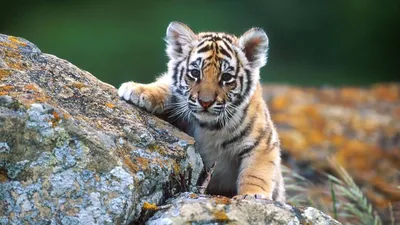 Wild Animals Full Wallpaper 4K, Animals category