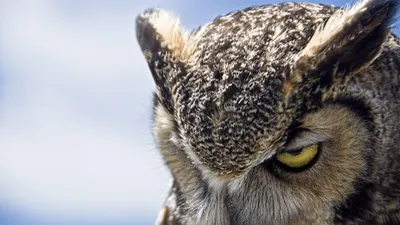 Crisp Animal Wallpaper Animals Wallpaper 4K 3840x2160 White