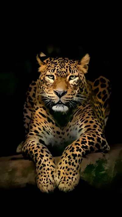 Calm Animal Wallpaper Animals Wallpaper 4K 1080x1920 Brown, Black
