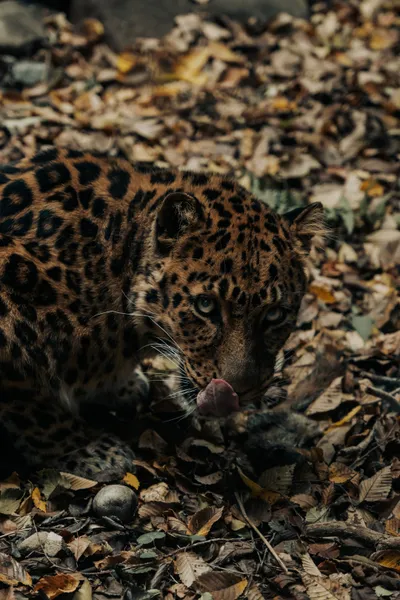 Leopard Autumn Forest Leaves Nature Wallpaper 4K 4160x6240 Brown