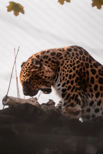 Bright Animal Wallpaper Animals Wallpaper 4K 2650x3972 White