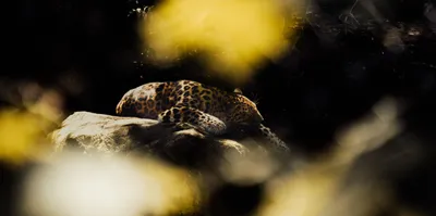 Vivid Leopard Wallpaper Animals Wallpaper 4K 6000x2991 Orange, Purple
