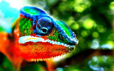 Animals Animal Animals Animals Wallpaper 4K 3072x1920 White, Orange, Red