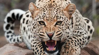 Animal Animals Wallpaper 4K, Animals category