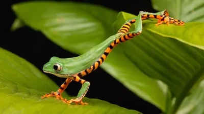Epic Wildlife Wallpaper Wallpaper 4K, Animals category