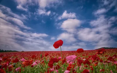 Calm Vibrant Wallpaper Wallpaper 4K, Nature category