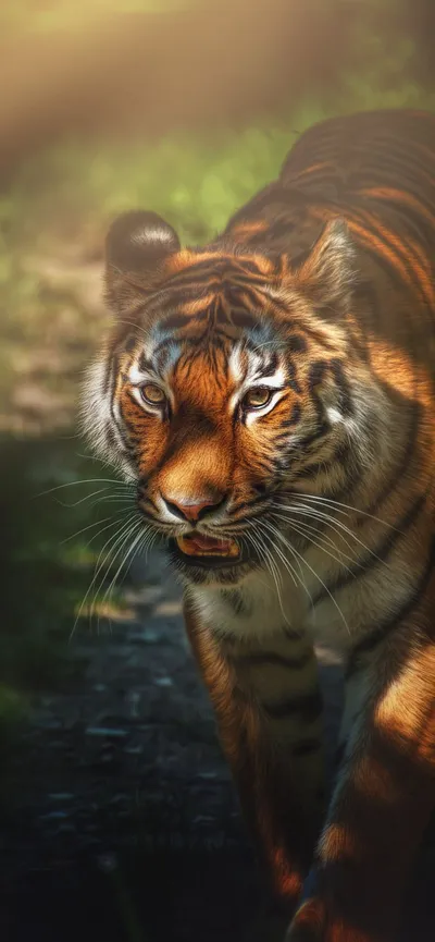 Wild Animals Wallpaperbat Wallpaper 4K, Animals category