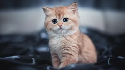 Cute Kitten Animals Images Animal Animals Wallpaper 4K 3840x2160 Gray