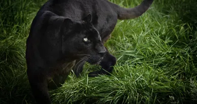 Dark Fondo Wallpaper Animals Wallpaper 4K 4096x2160 Brown