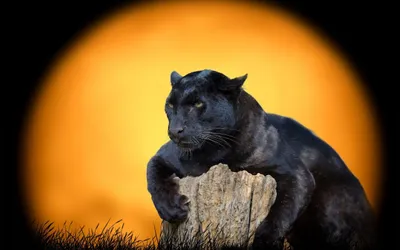 Black Jaguar Animal Animals Wallpaper 4K 2560x1600 Purple, Yellow