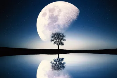 Vibrant Large Wallpaper Nature Wallpaper 4K 3104x2088 Hd, Desktop, Wallpaper, Featuring, A, Large, Bright, Moon, Behind, Solitary, Tree, Reflected, White, Landscape, QHD