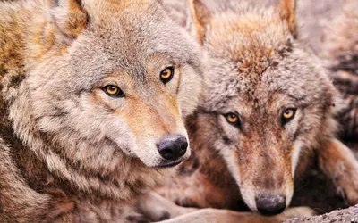 Close Two Wolves Intense Animals Wallpaper 4K 1920x1200 Hd, Pc, Desktop, Wallpaper, Featuring, A, Close-up, Of, Two, Wolves, Intense, Amber, Gray, White, Ultrawide, Full HD