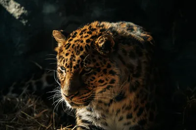 Sleek Close Wallpaper Wallpaper 4K, Animals category