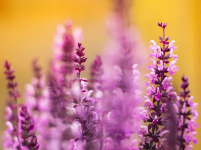 Moody Nature Wallpaper Nature Wallpaper 4K 4096x3072 Nature, Flower, Hd, Desktop, Wallpaper, Background, Image, Orange, Purple, Landscape, 4k