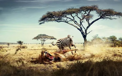 Wild Animals Full Wallpaper 4K, Animals category