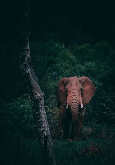 Crisp Wild Wallpaper Wallpaper 4K, Animals category