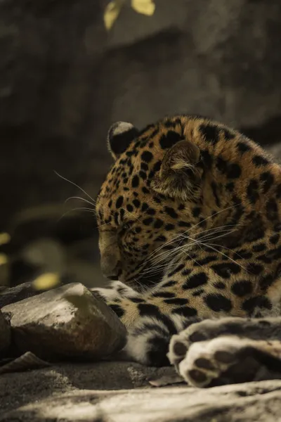 Vivid Leopard Wallpaper Wallpaper 4K, Animals category