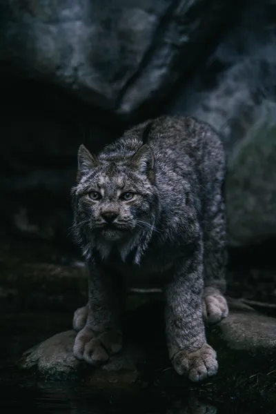 Majestic Lynx Its Natural Habitat Animals Wallpaper 4K 6336x9504 Gray