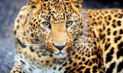 Dark Wild Wallpaper Animals Wallpaper 4K 2262x1354 Gray, Orange, White