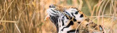 Siberian Tiger Roaring Zoo Animals Wallpaper 4K 3840x1080 Pink, White