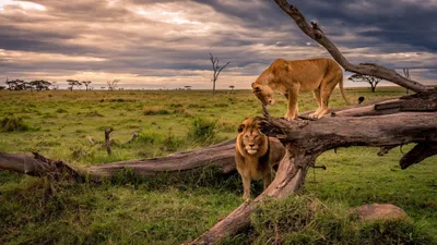 African Wildlife Animal Animals Wallpaper 4K 3840x2160 Gray