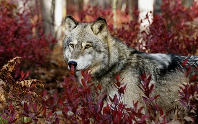Captivating Wolf Standing Amidst Wallpaper 4K, Animals category