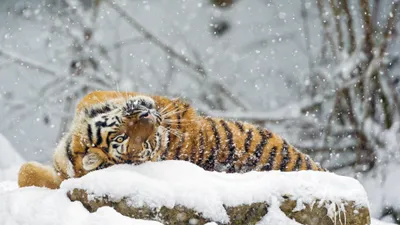 Crisp Animals Wallpaper Wallpaper 4K, Animals category