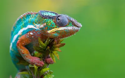 Sleek Wildlife Wallpaper Wallpaper 4K, Animals category