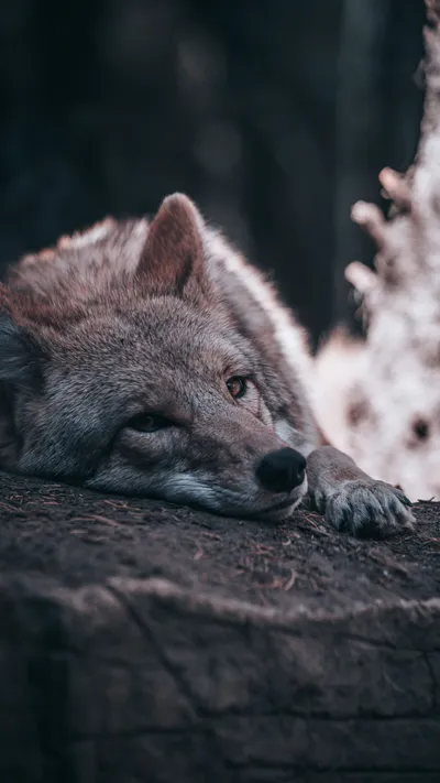 Wolf Lying Down Animal Wallpaper 4K, Animals category