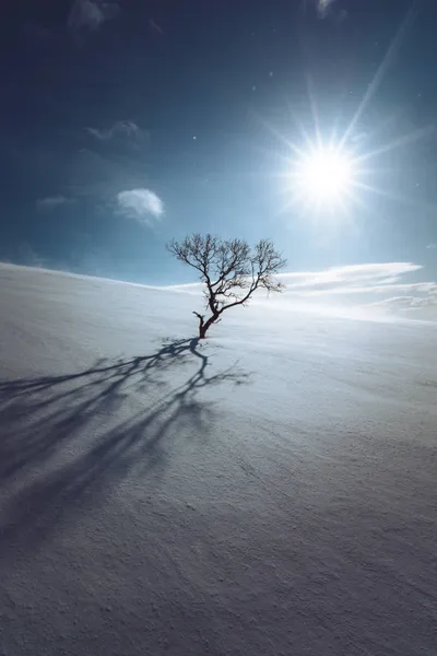 Lonely Tree Middle Snow Nature Wallpaper 4K 2208x3313 Tree, Full HD, Portrait