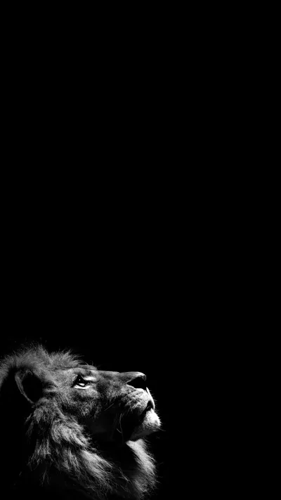 Golden Amoled Wallpaper Wallpaper 4K, Animals category