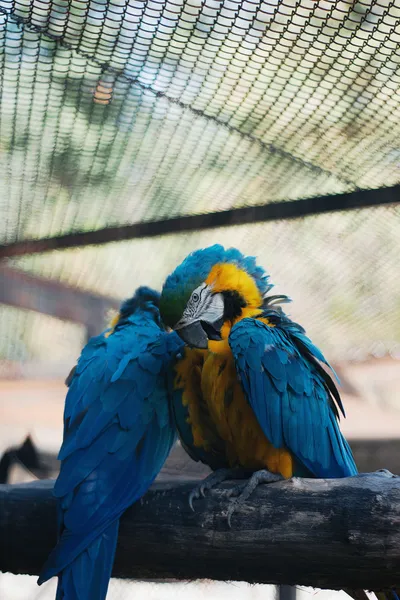 Colorful Macaws Resting Abstract Wallpaper 4K 3072x4608 White, Gray
