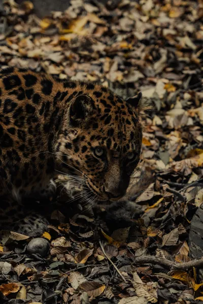 Close Portrait Leopard Wallpaper 4K, Animals category